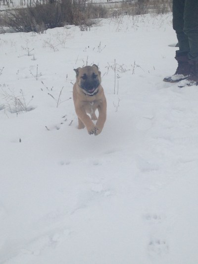 Rome dashing through the snow.